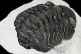 Adrisiops Weugi Trilobite - Recently Described Phacopid #115233-5